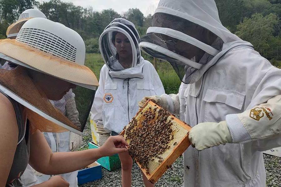 Beekeeping Advanced